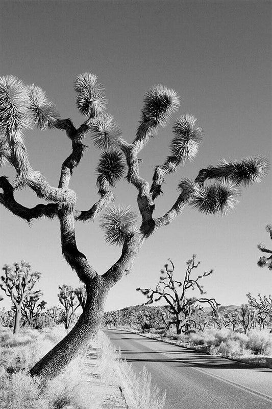 Desert Black And White Joshua Tree Landscape Poster Wall Art Print Home Wall Decor