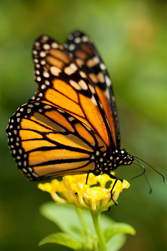 Monarch Butterfly On Yellow Flower Poster Wall Art Print Home Wall Decor