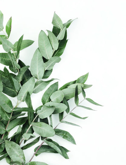 Eucalyptus Leaves Poster Minimalist Botanical Art Scandinavian Greenery Wall Decor Print