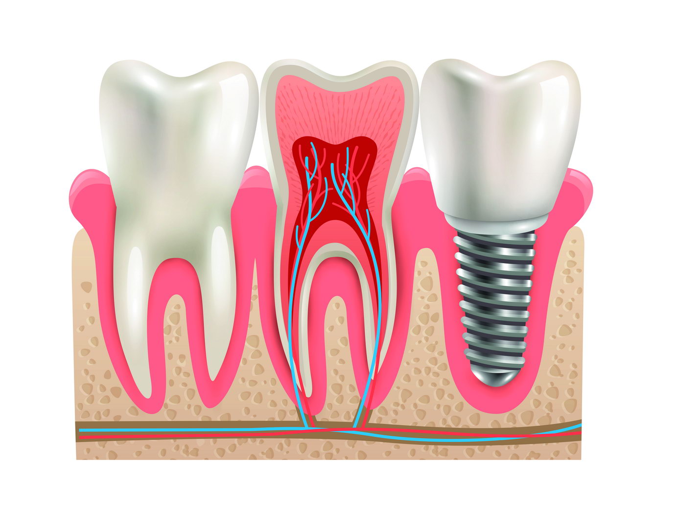 Dental Anatomy Art Poster Educational Tooth Structure Wall Decor Modern Artistic Design Medical Wall Print