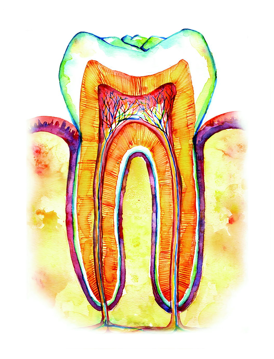 Tooth Cross-Section Art Poster Colorful Educational Wall Decor Anatomy Medical Artistic Style Modern Wall Print