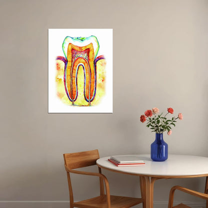 Tooth Cross-Section Art Poster Colorful Educational Wall Decor Anatomy Medical Artistic Style Modern Wall Print